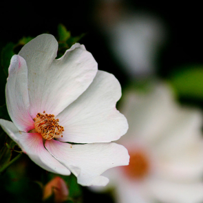 Módulo II - Atenção e Concentração nas Práticas Meditativas