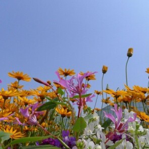 Celebração de Primavera