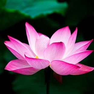 Introdução a Meditação