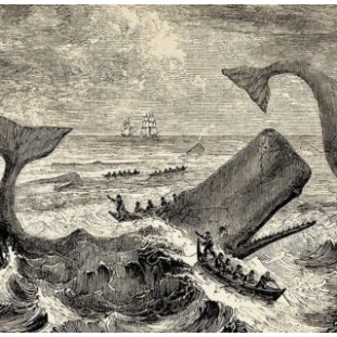 “Moby Dick” - Uma abordagem junguiana do livro de Herman Melvillle
