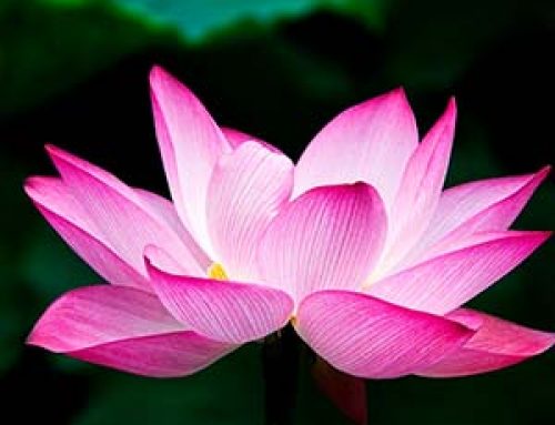 Introdução a Meditação
